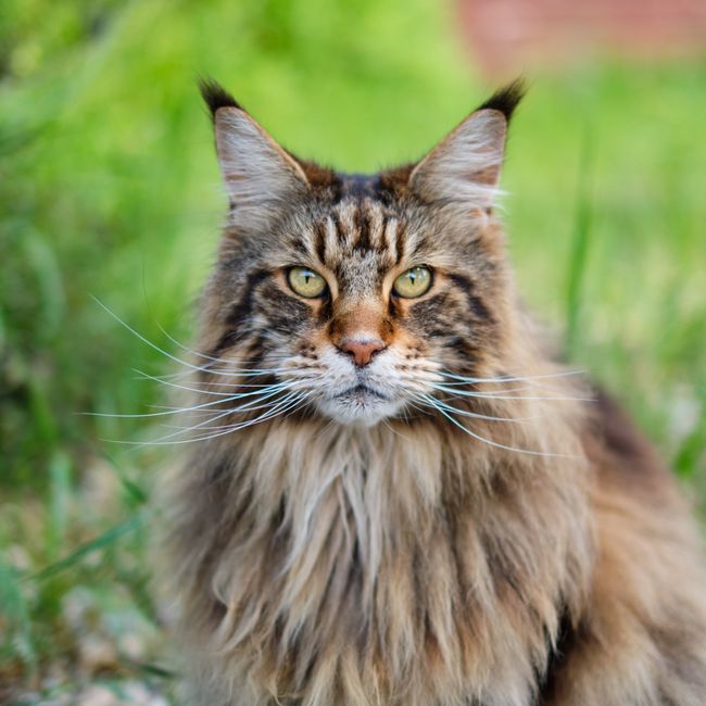 Maine coon po negi v salonu